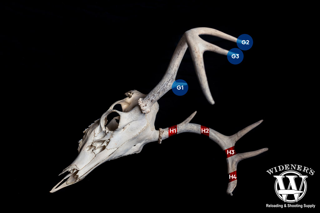 the scoring system for measuring deer antlers a photo explaining the scoring system for measuring deer antlers