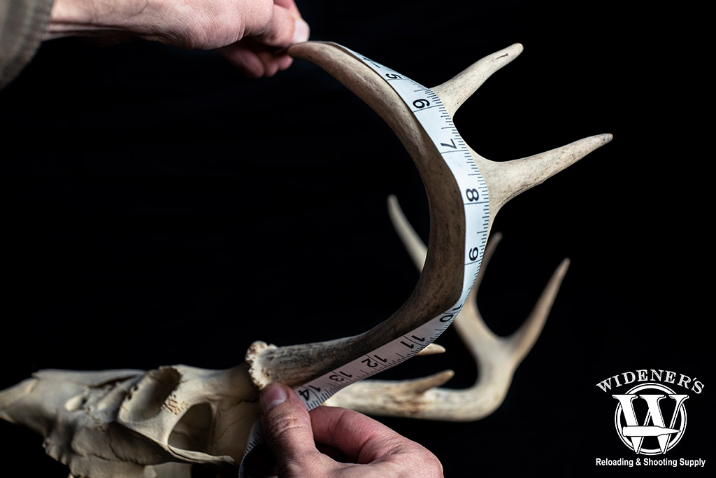 how to measure the beam of an antler a photo showing how to measure the beam of an antler