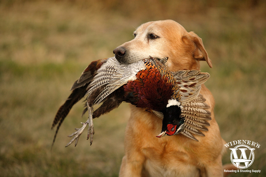 Pheasant Hunting Guide How to Get Started
