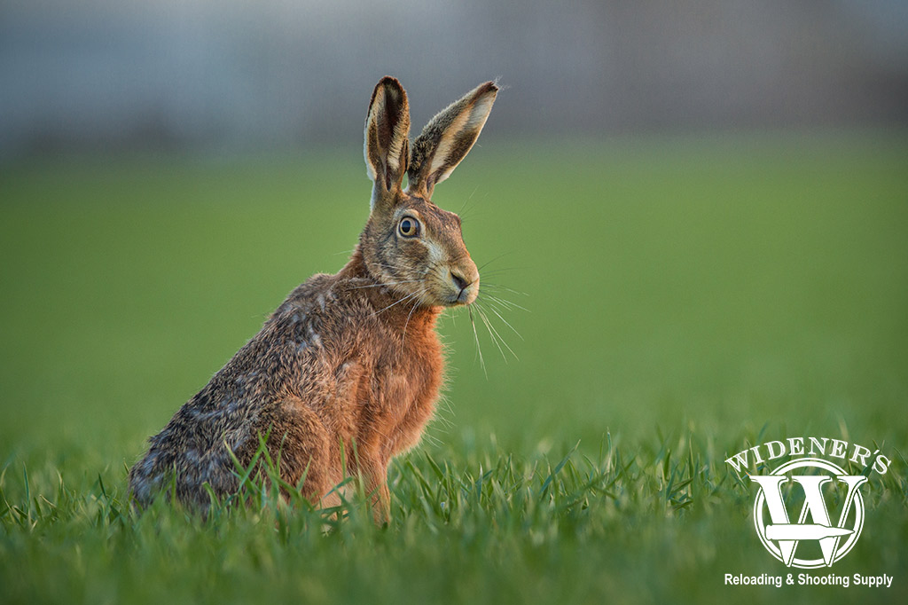 a jackrabbit in an open field a photo of a jackrabbit in an open field
