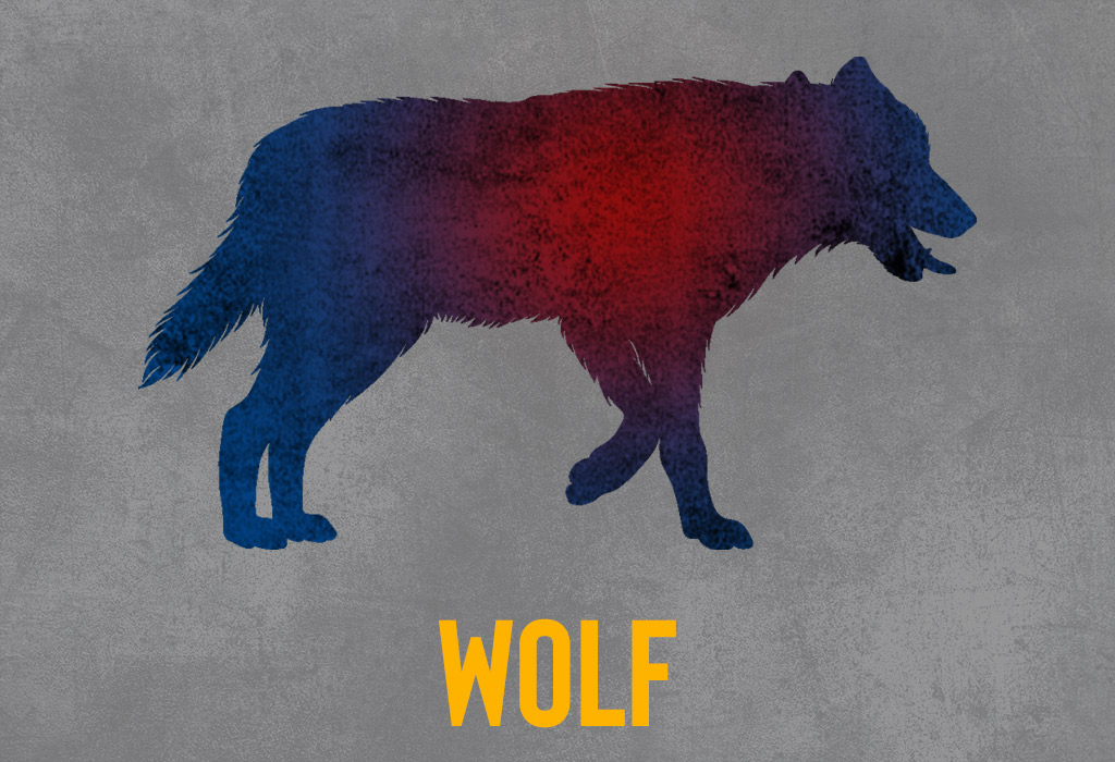 predator hunting a wolf a photo of predator hunting a wolf