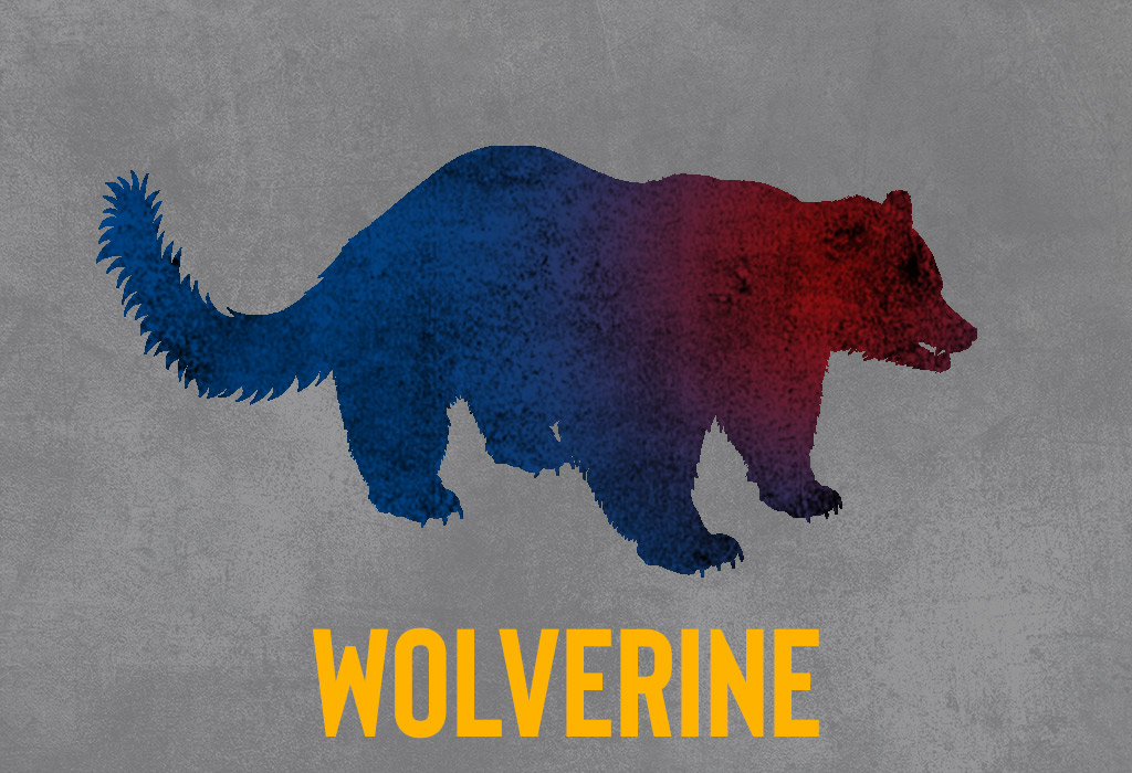 where to shoot a wolverine a photo showing where to shoot a wolverine