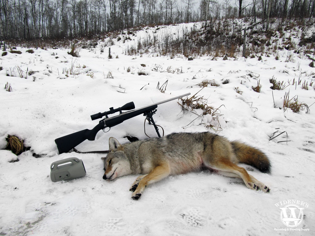 coyote hunting a photo showing coyote hunting