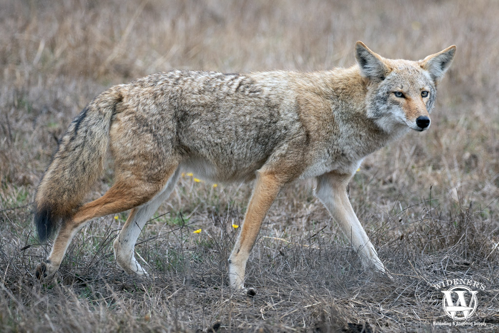 a wild coyote a photo of a wild coyote