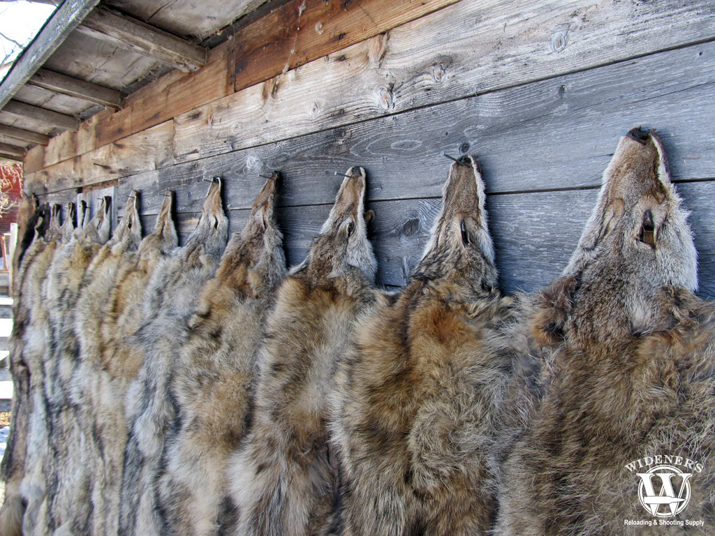 coyote pelts a photo of coyote pelts
