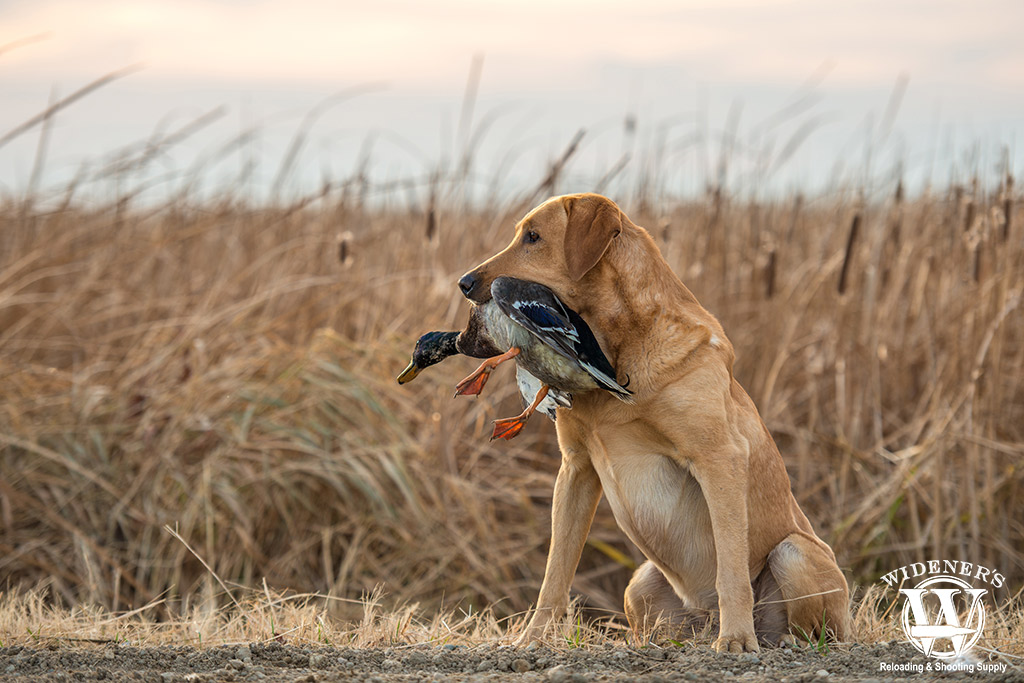 dog on a duck hunt a photo of a dog on a duck hunt