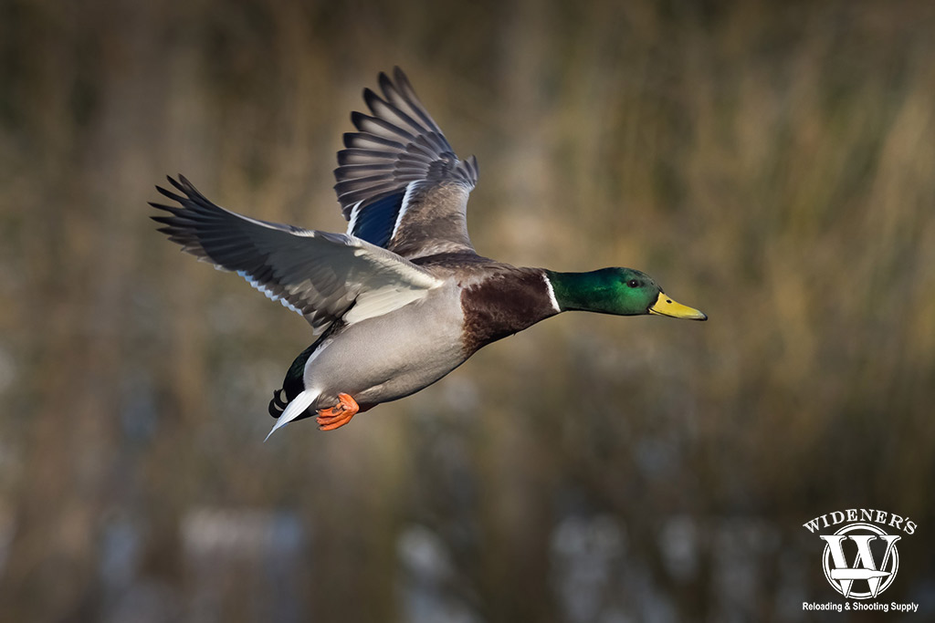 a duck in flight a photo of a duck in flight