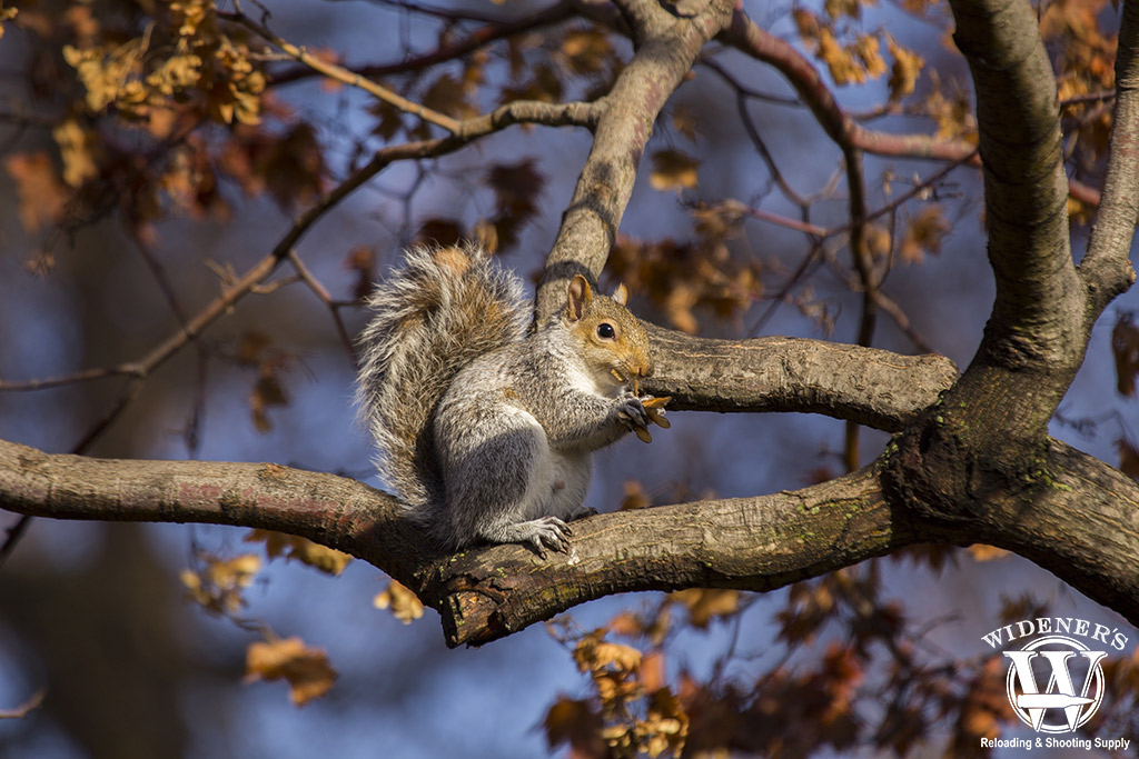 eastern gray squirrel a photo of an eastern gray squirrel
