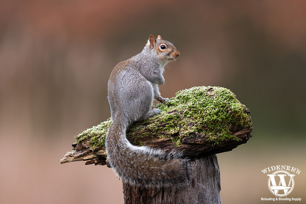 eastern gray squirrel a photo of a eastern gray squirrel