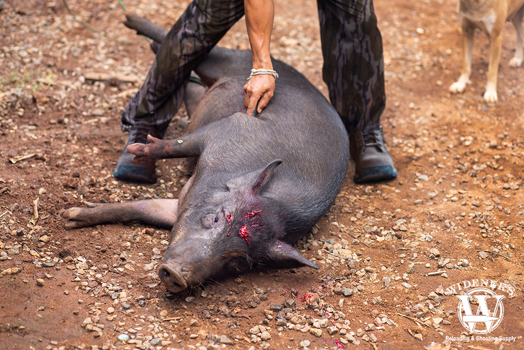 a photo of a man and his dog hog hunting