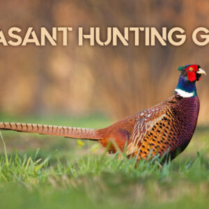 pheasant hunting