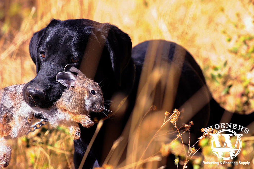 labrador retriever rabbit hunting a photo of a labrador retriever rabbit hunting