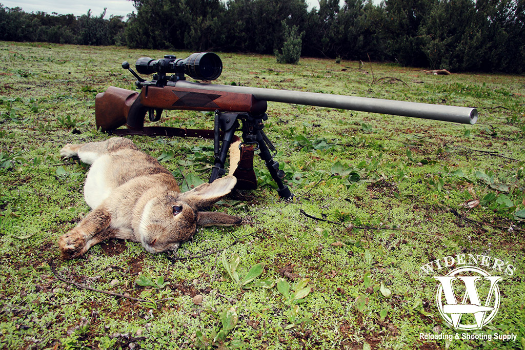 rabbit hunting a photo of rabbit hunting