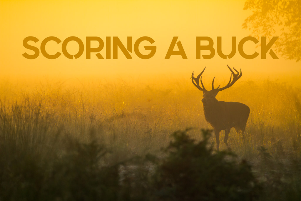 Scoring A Buck