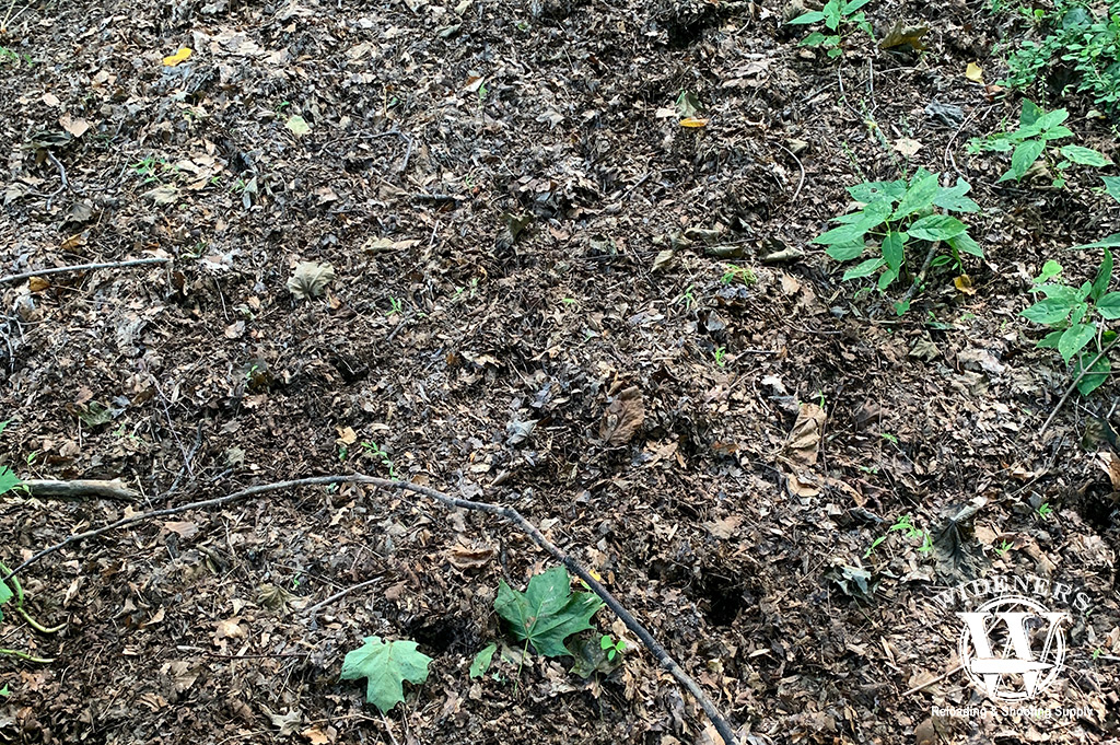 a photo of a turkey hunting habitat