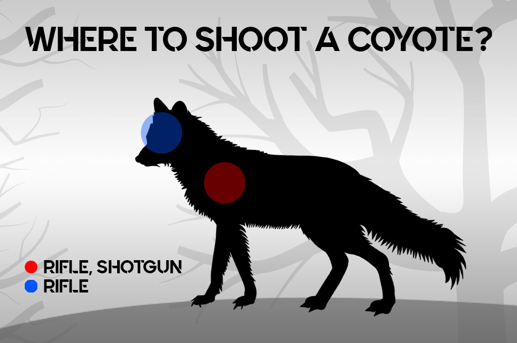 where to shoot a coyote a photo of where to shoot a coyote