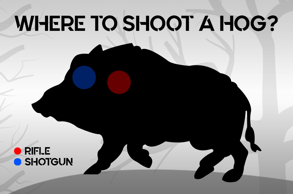 a photo of where to shoot a hog