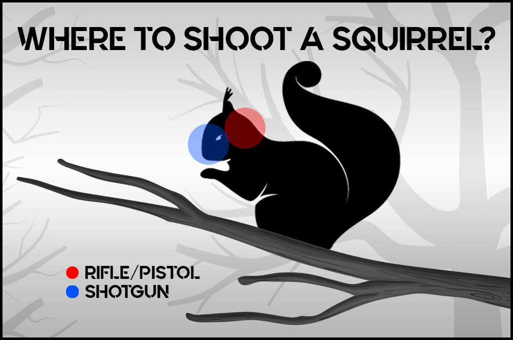 where to shoot a squirrel a photo of where to shoot a squirrel